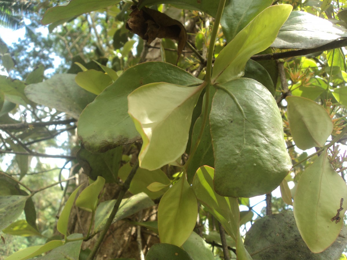 Dendrophthoe neelgherrensis (Wight & Arn.) Tiegh.